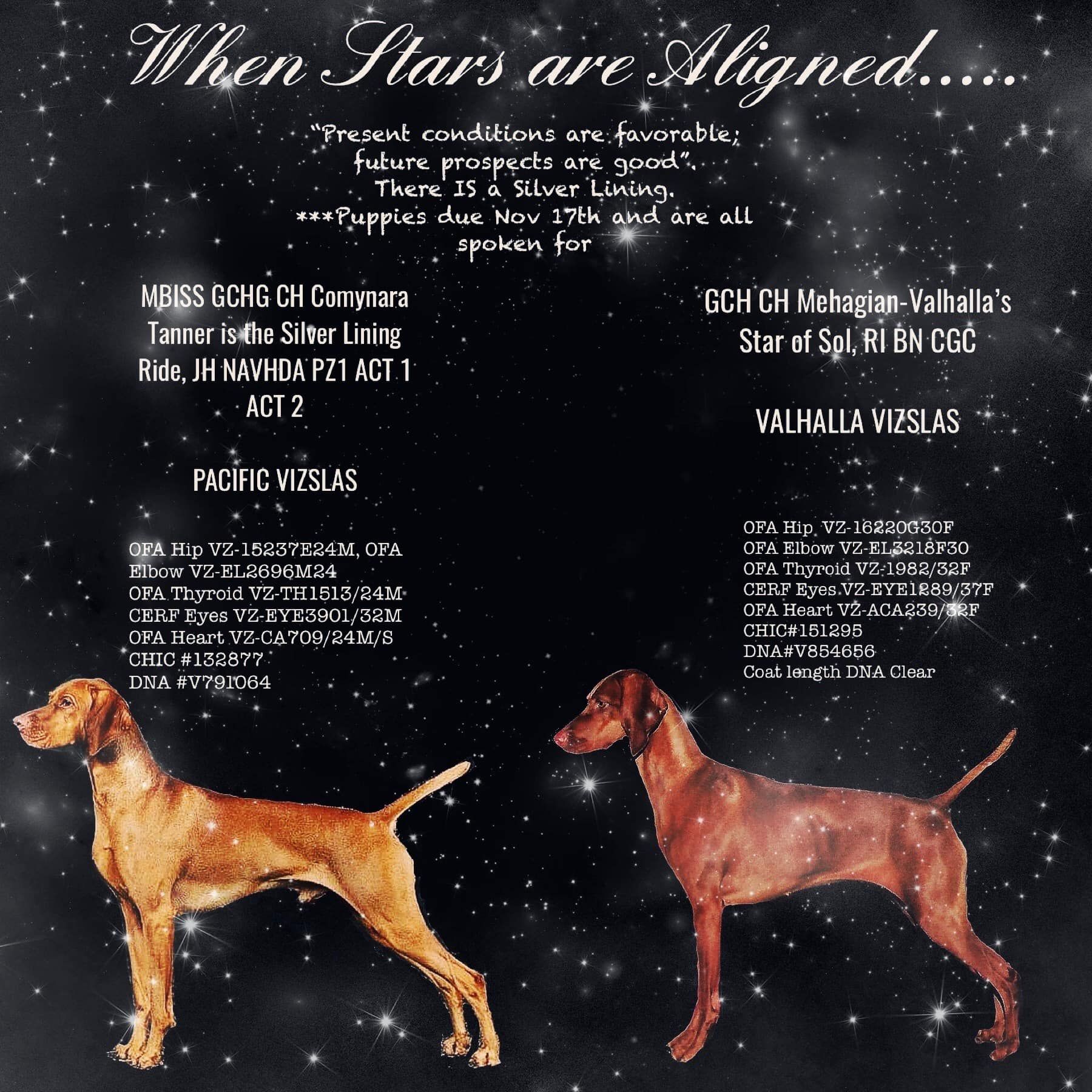 Tanner x Star Litter