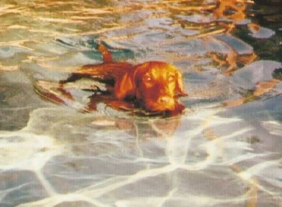 A dog is swimming in a pool of water.