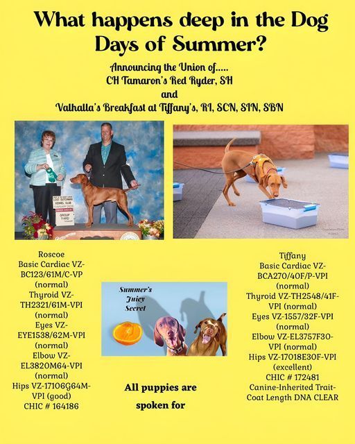 A yellow poster that says what happens deep in the dog days of summer