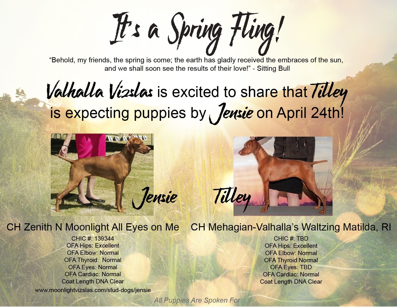 Jensie x Tilley Litter