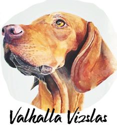 A watercolor painting of a dog named valhalla vizslas