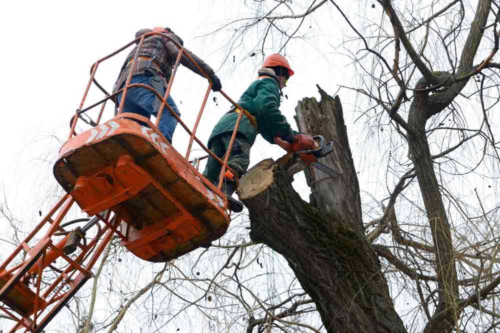 Arborists Standing On A Truck Mounted Lift Cutting Branches