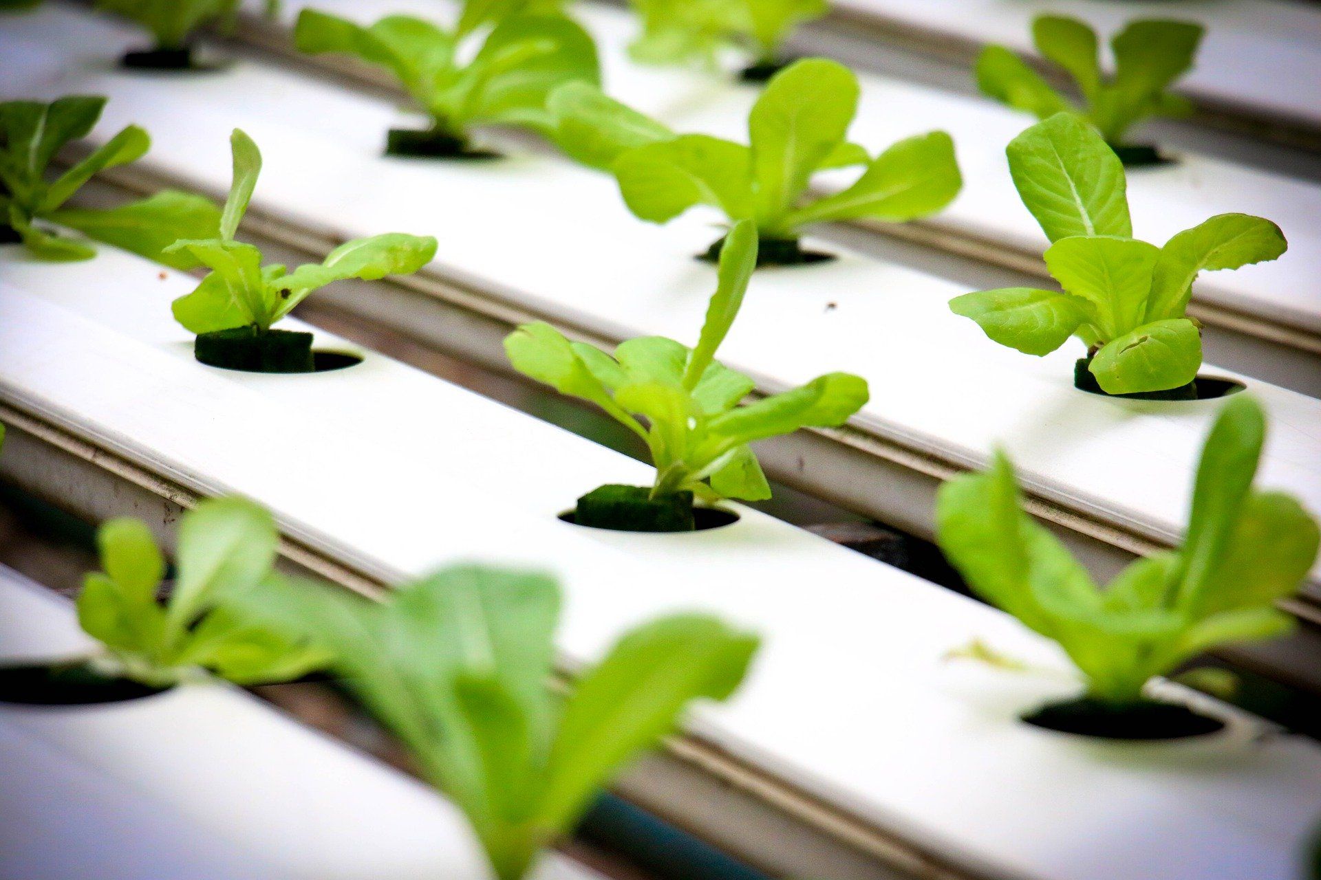 Advantages of Having a Hydroponic System