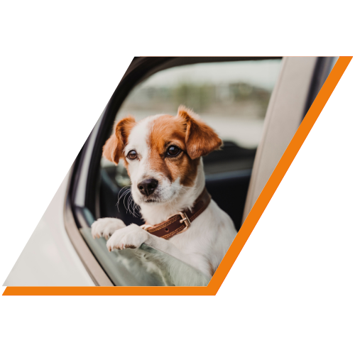 Ein braun-weißer Hund streckt seinen Kopf aus einem Autofenster.