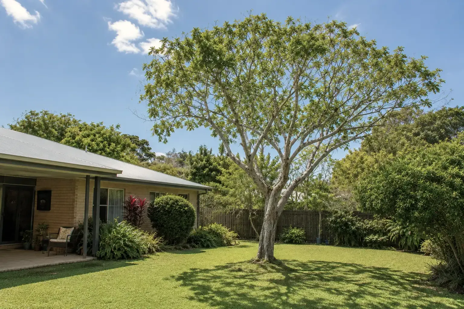 After image of a backyard pruning and yard clean-up, Mackay