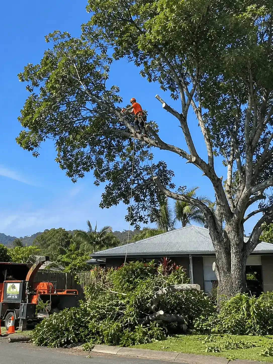 Working the upper canopy of a large tree in Mackay