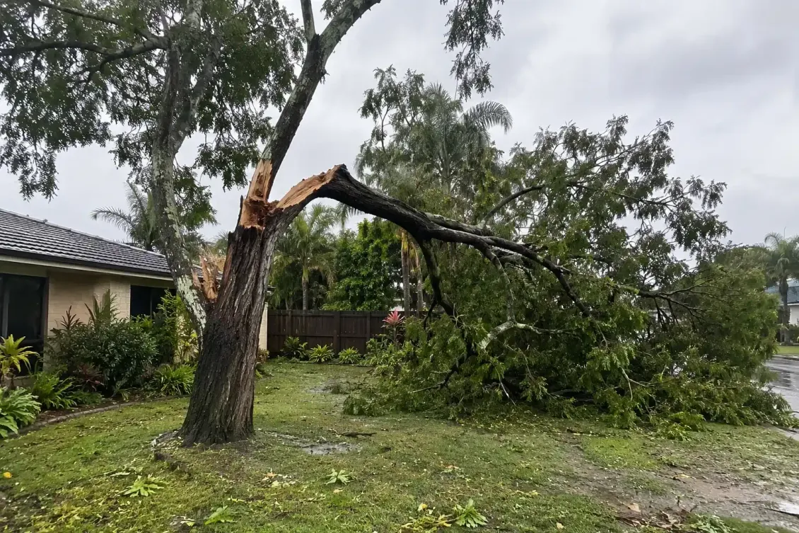 A large branch has fallen from a tree after a storm in Mackay