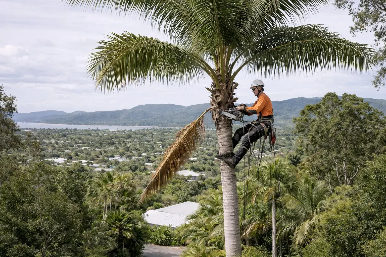 Arborist in safety gear using a chainsaw to trim a palm tree, in Mackay, QLD