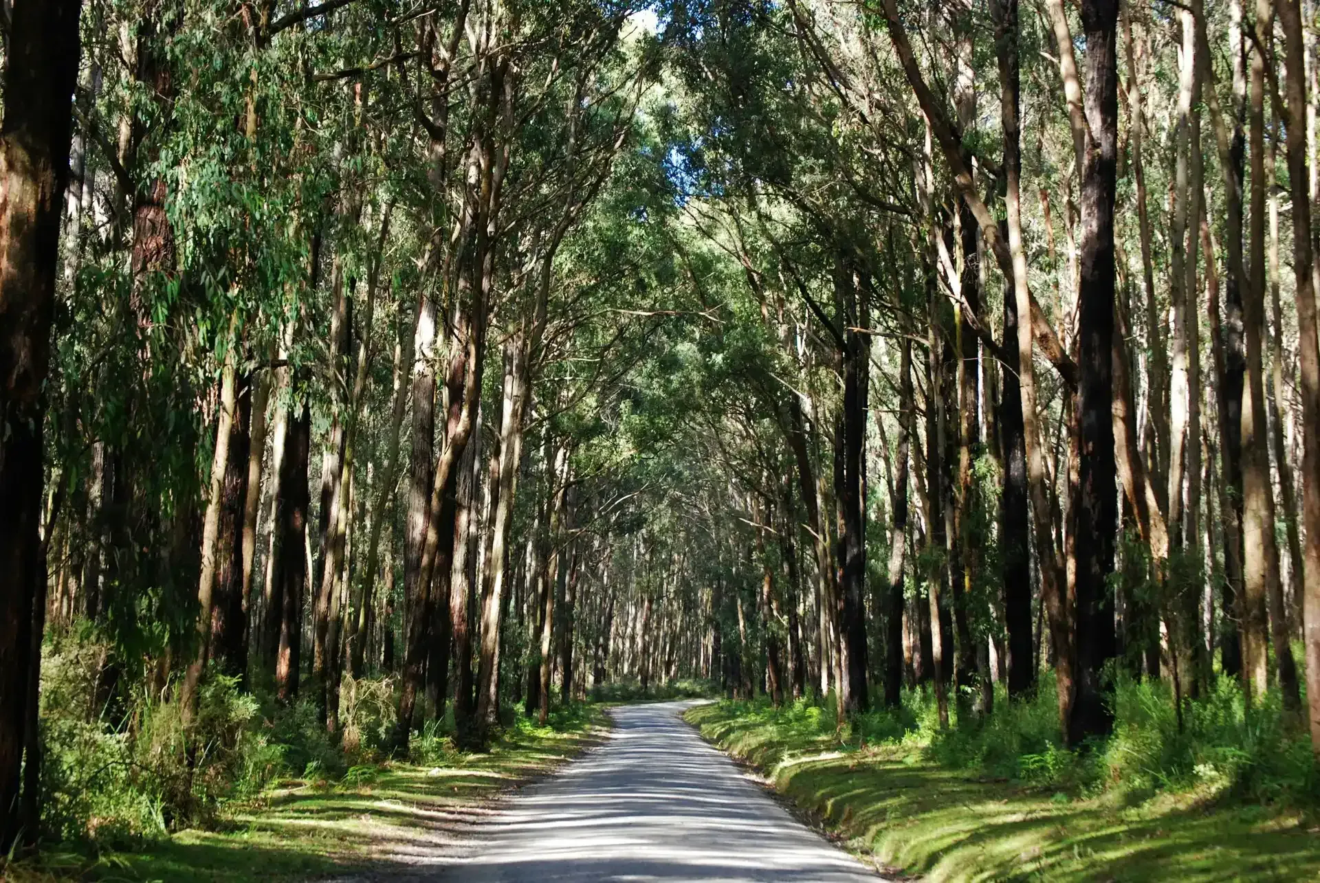 Paved road through a forest tunnel of tall trees with green leaves and dark trunks. Rural Mackay