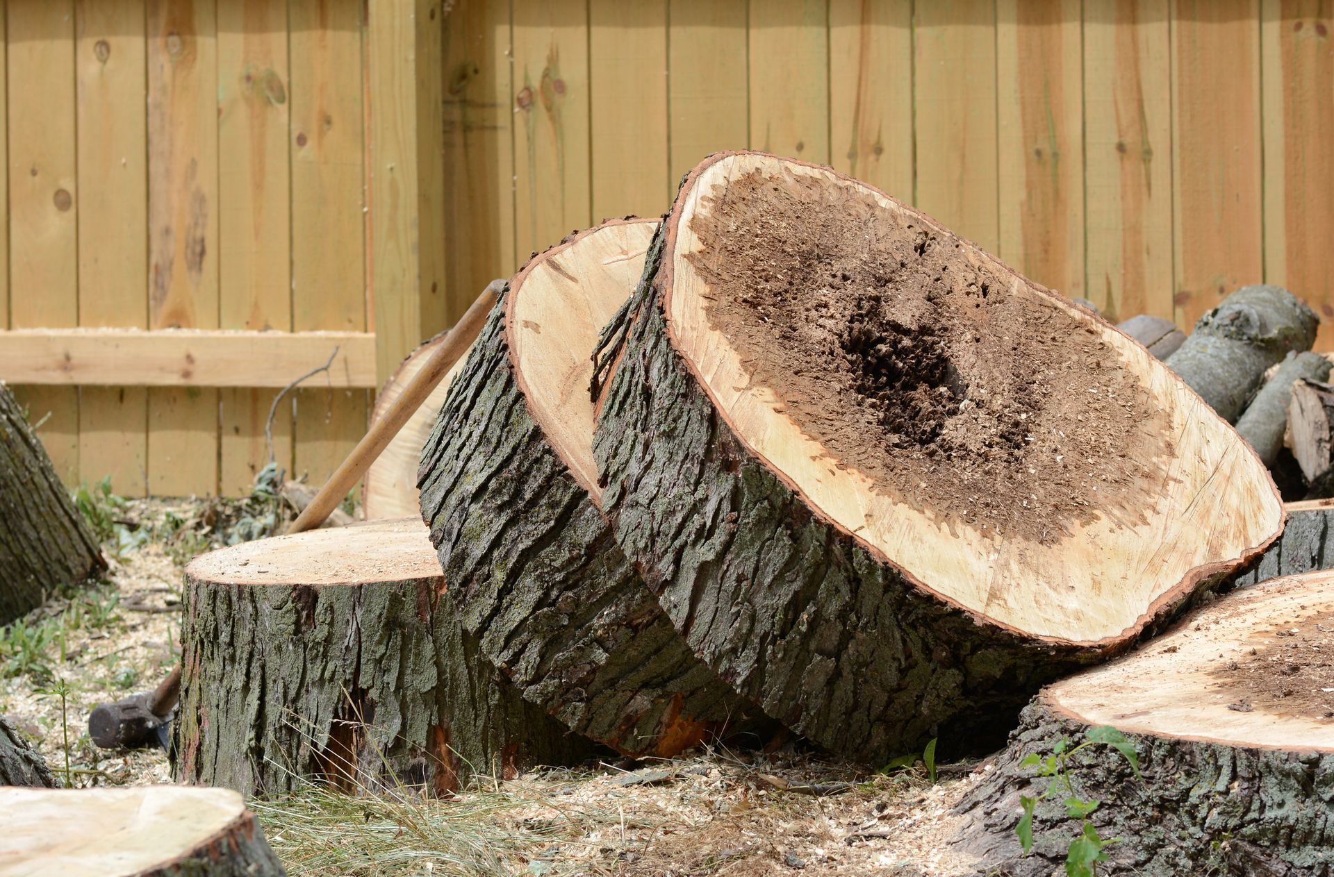 Close-up of a professional tree removal, revealing hidden, rotten tree center and wood fence behind.