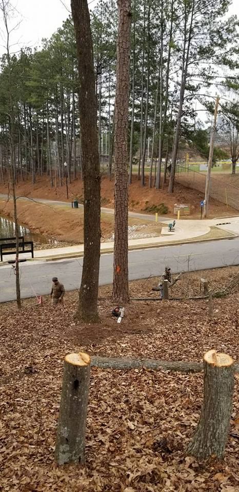Man Removing Tall Trees — Commerce, GA — John Waldrop & Son Tree Service