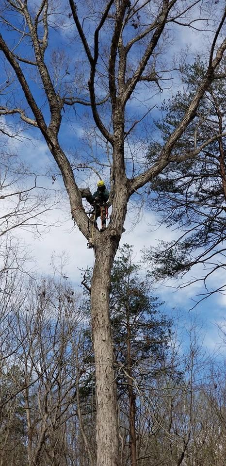 Man Removing the Branch of the Big Tree — Commerce, GA — John Waldrop & Son Tree Service