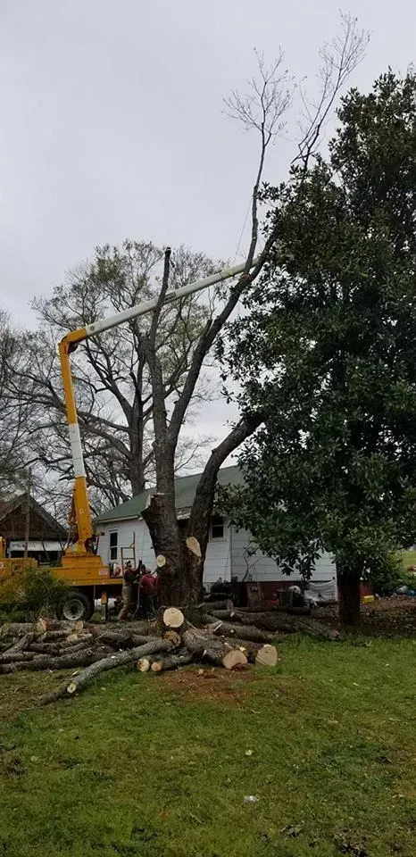 Removing the Tree Using the Yellow Truck — Commerce, GA — John Waldrop & Son Tree Service