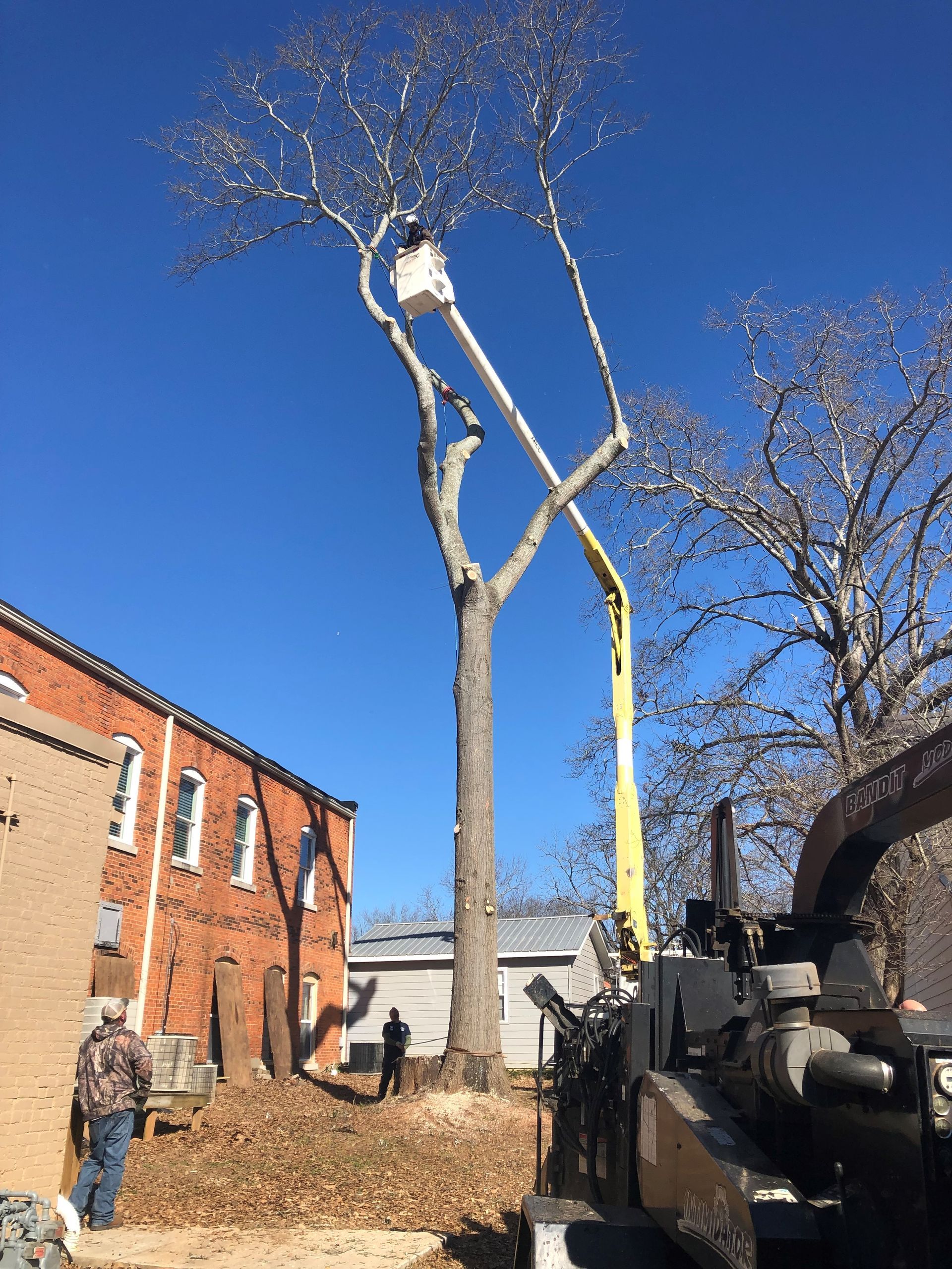 Tree being trimmed by workers in a bucket lift; wood chipper and brick building in the background; blue sky.