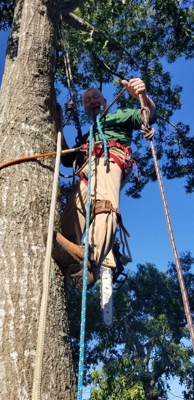 A person wearing safety gear climbs a tree. Blue sky and green leaves are in the background.
