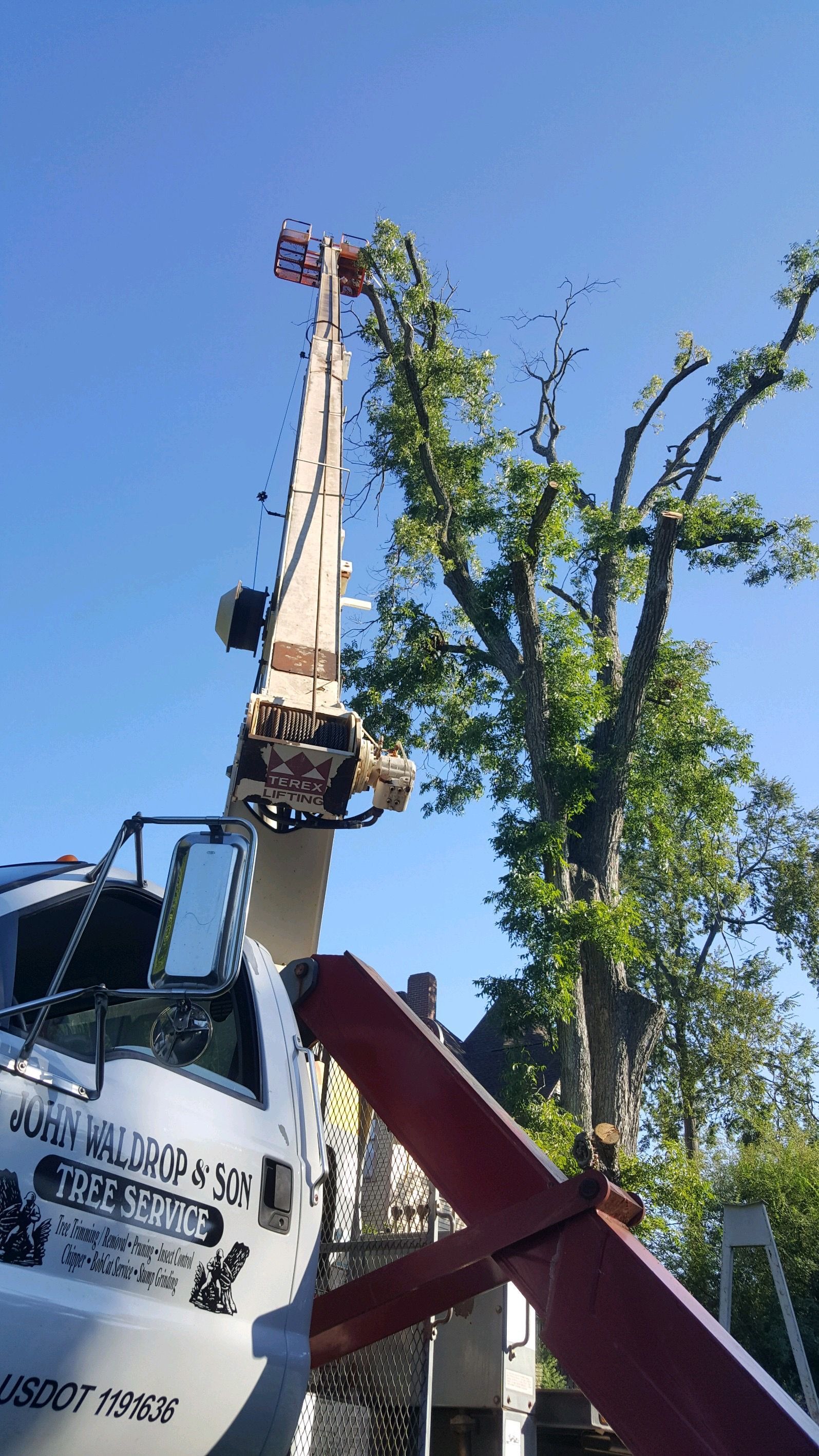 Tree service truck with extended arm trimming a tree on a sunny day.