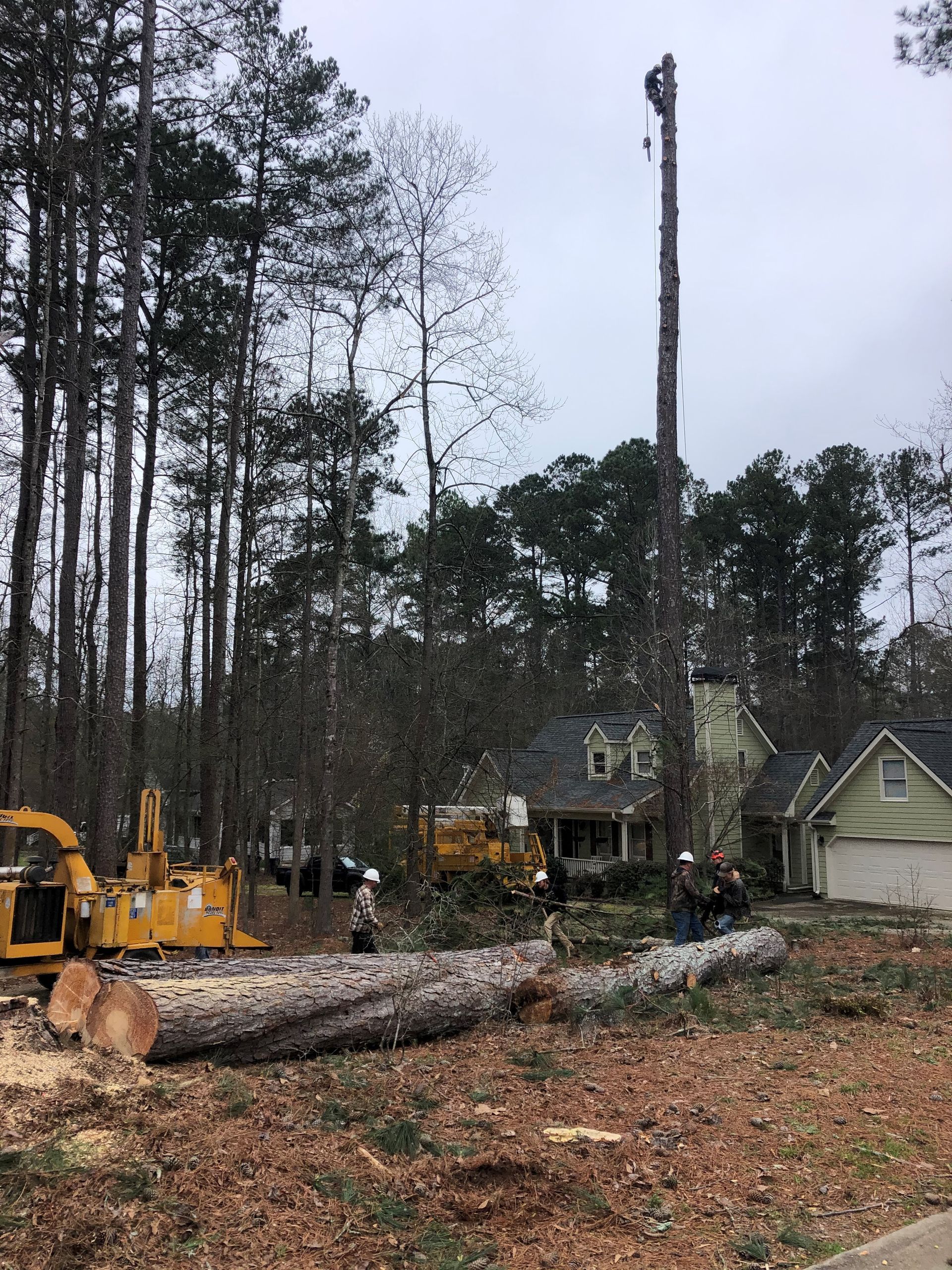 Tree removal operation: a tall tree being cut down near houses; a wood chipper and logs are visible.