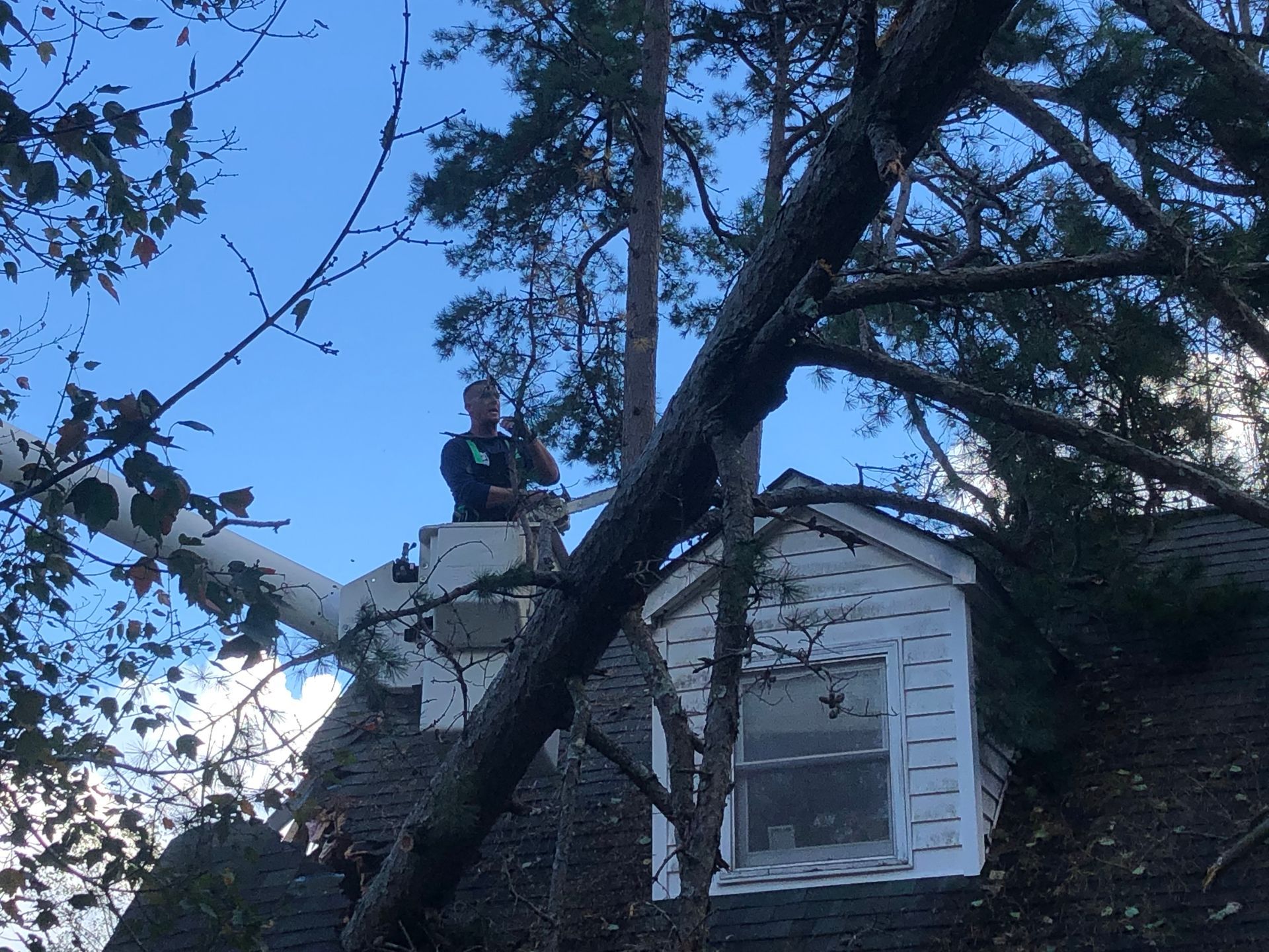A person in a lift trimming a tree branch near a house with a blue sky background.