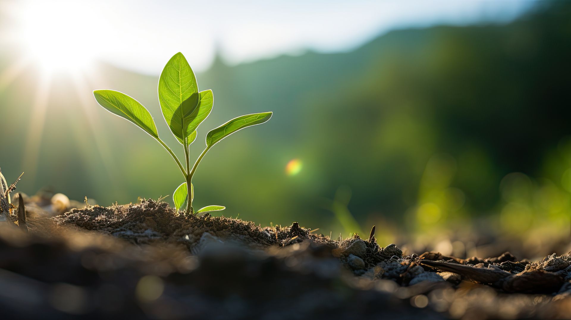 Like a garden, SEO takes time to grow. Seedling growing in the sun.