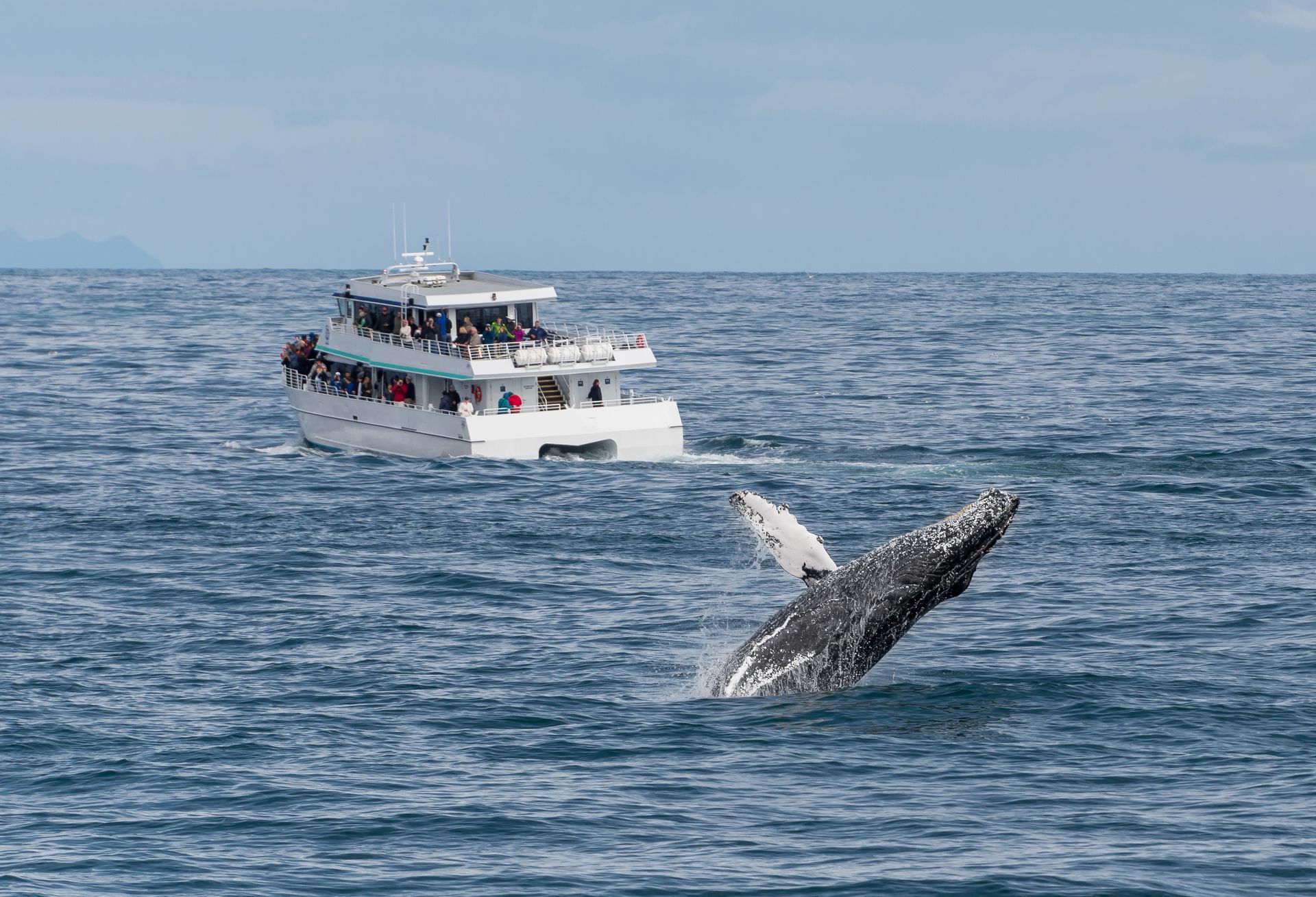A humpback whale breaches in the open ocean in front of a white passenger tour boat filled with people.