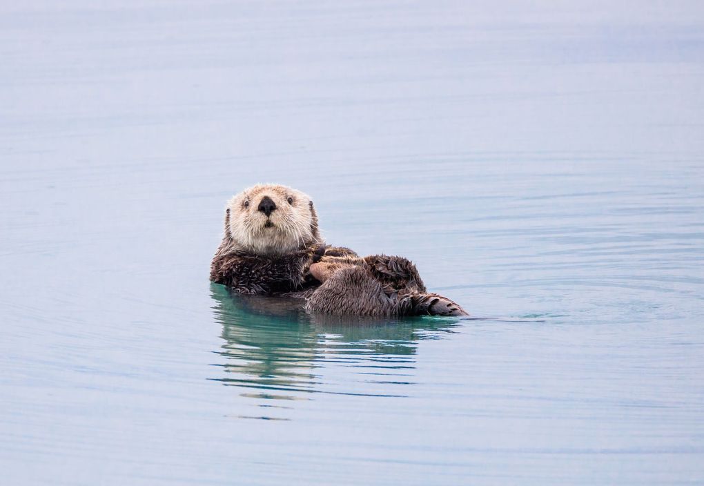 Sea otter floating in calm water, looking at the viewer.