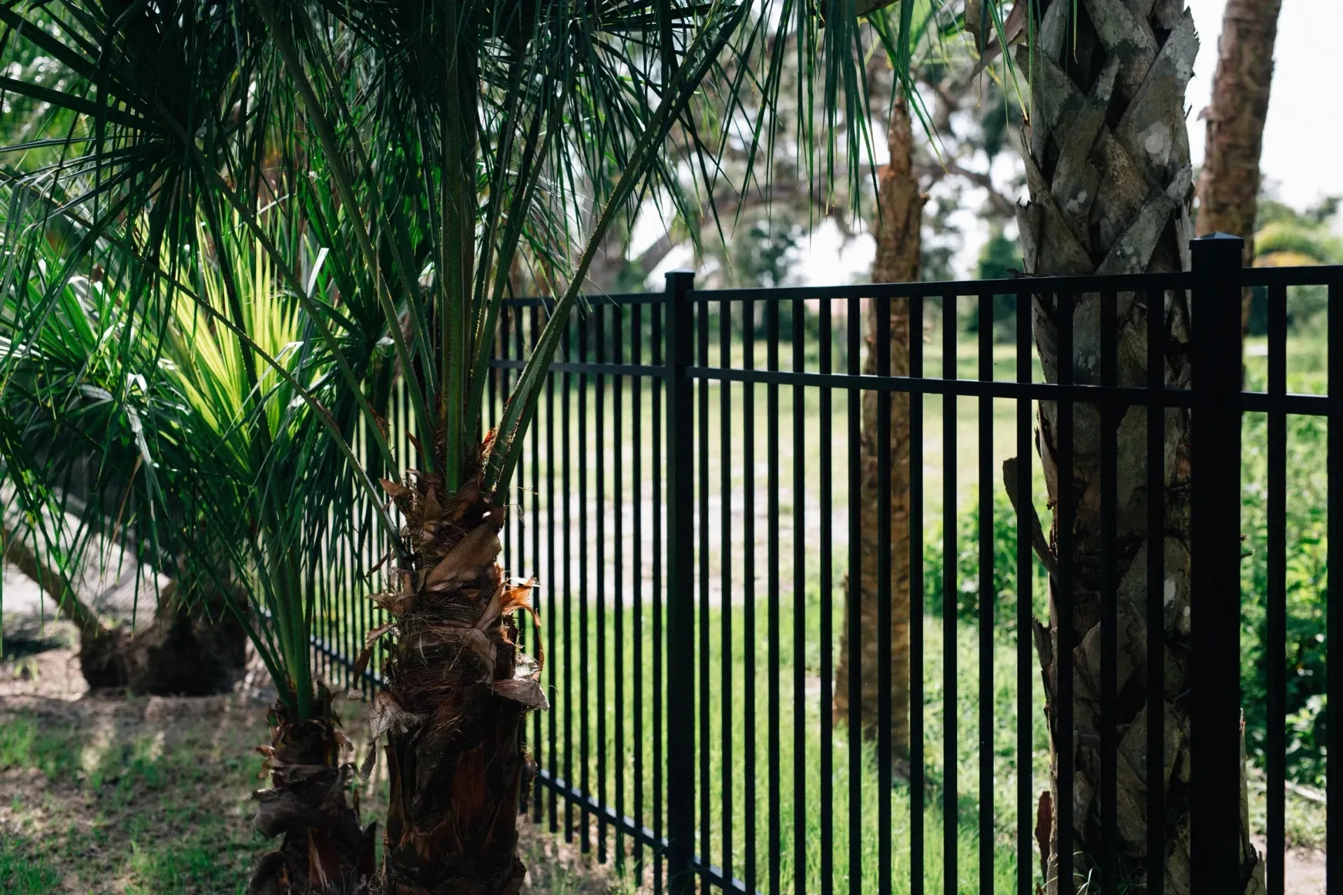 A black fence surrounds a lush green field with palm trees.