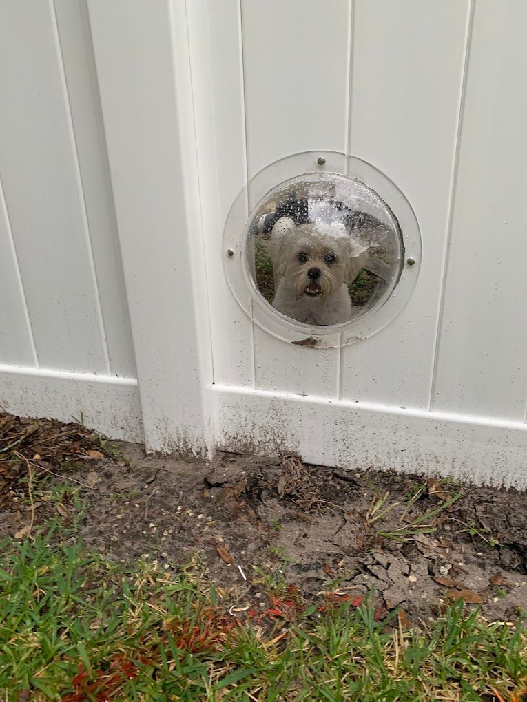 A small dog is looking through a hole in a white fence.