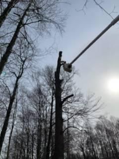 A man is cutting a tree with a crane in the woods — Pittsburgh, PA — Leitzell Tree Service LLC