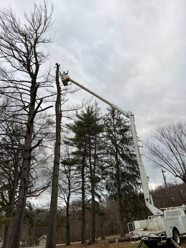 Tree Trimming Service — Pittsburgh, PA — Leitzell Tree Service LLC