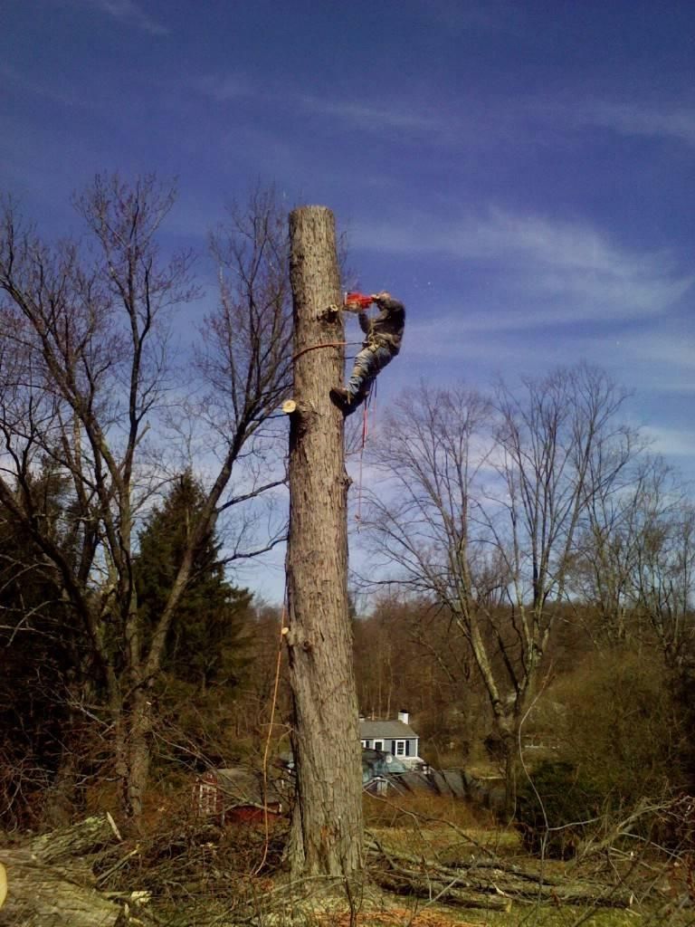 Tree Cutting — Pittsburgh, PA — Leitzell Tree Service LLC
