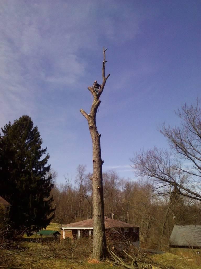 Tree Removal Service — Pittsburgh, PA — Leitzell Tree Service LLC