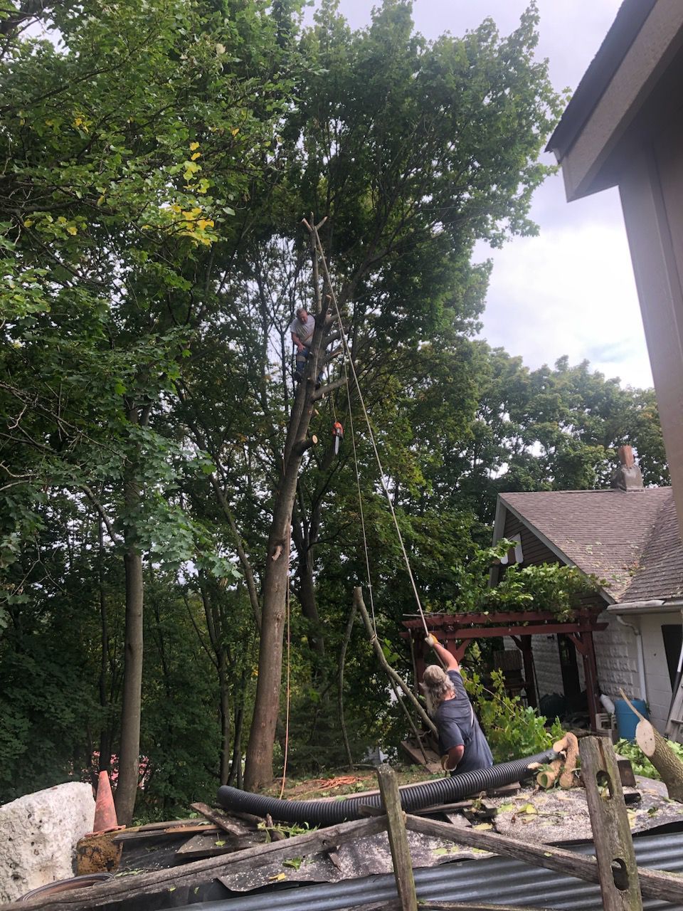 Tree Service — Pittsburgh, PA — Leitzell Tree Service LLC
