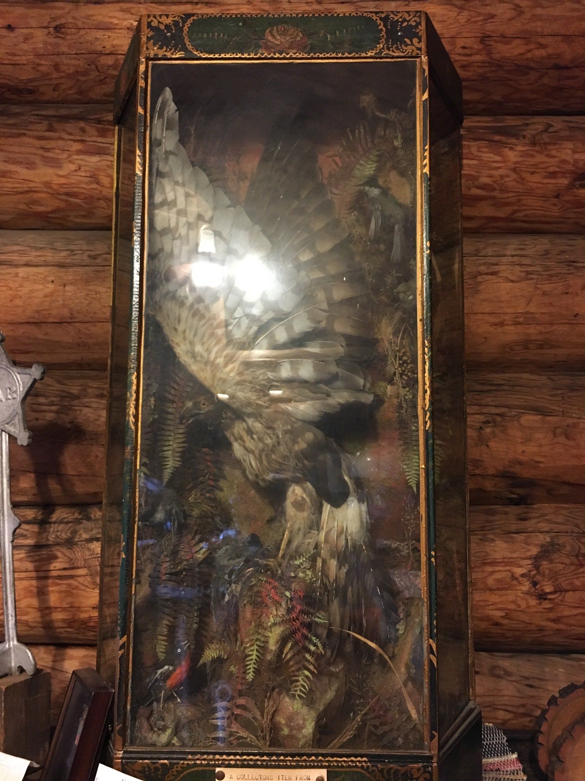 taxidermy case with chicken hawk