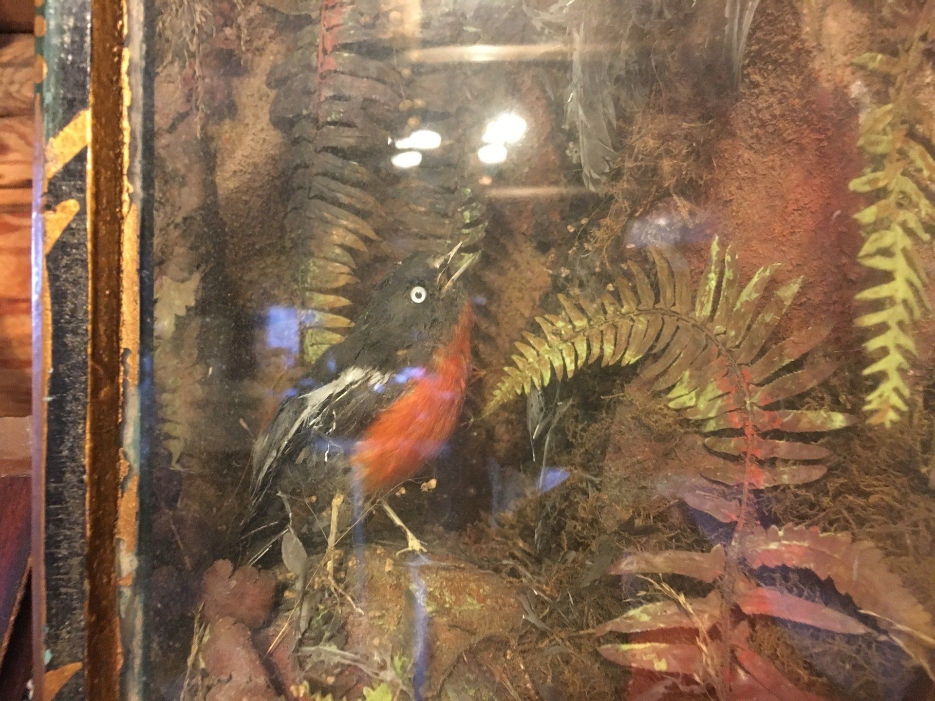 taxidermy case with chicken hawk