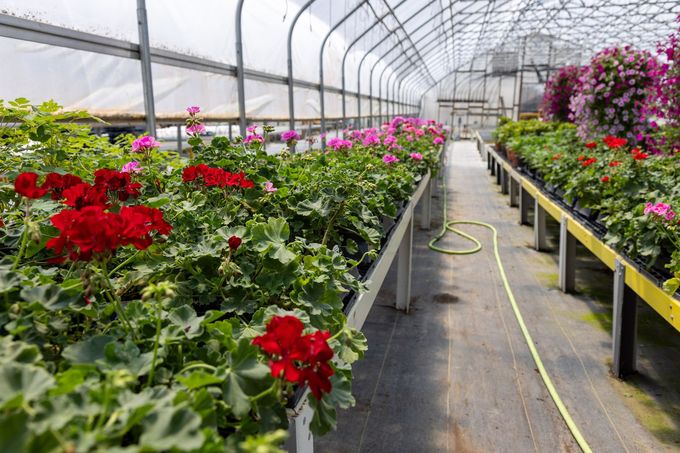 A hanging basket overflowing with bright pink flowers, suspended from a golden chain against a blurred green background.
