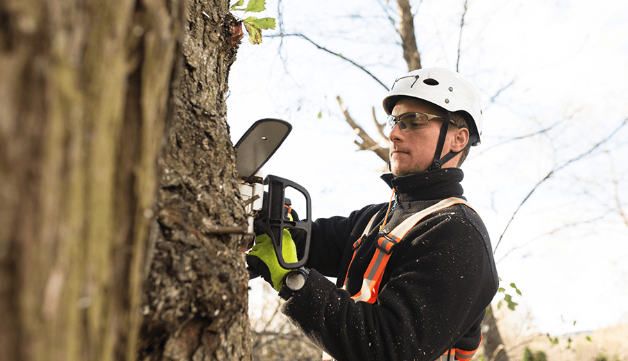 Man with Chainsaw Trimming the Tree | Egg Harbor TWP, NJ | Yoos Tree Service