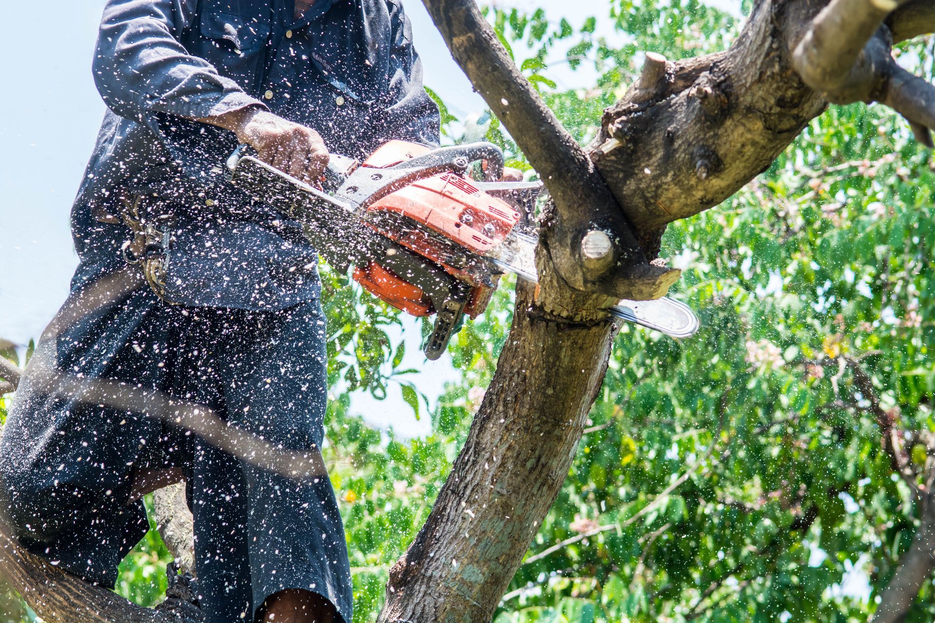 Person in blue overalls using a chainsaw to cut a tree branch, creating wood chips. Person in blue overalls using a chainsaw to cut a tree branch, creating wood chips.