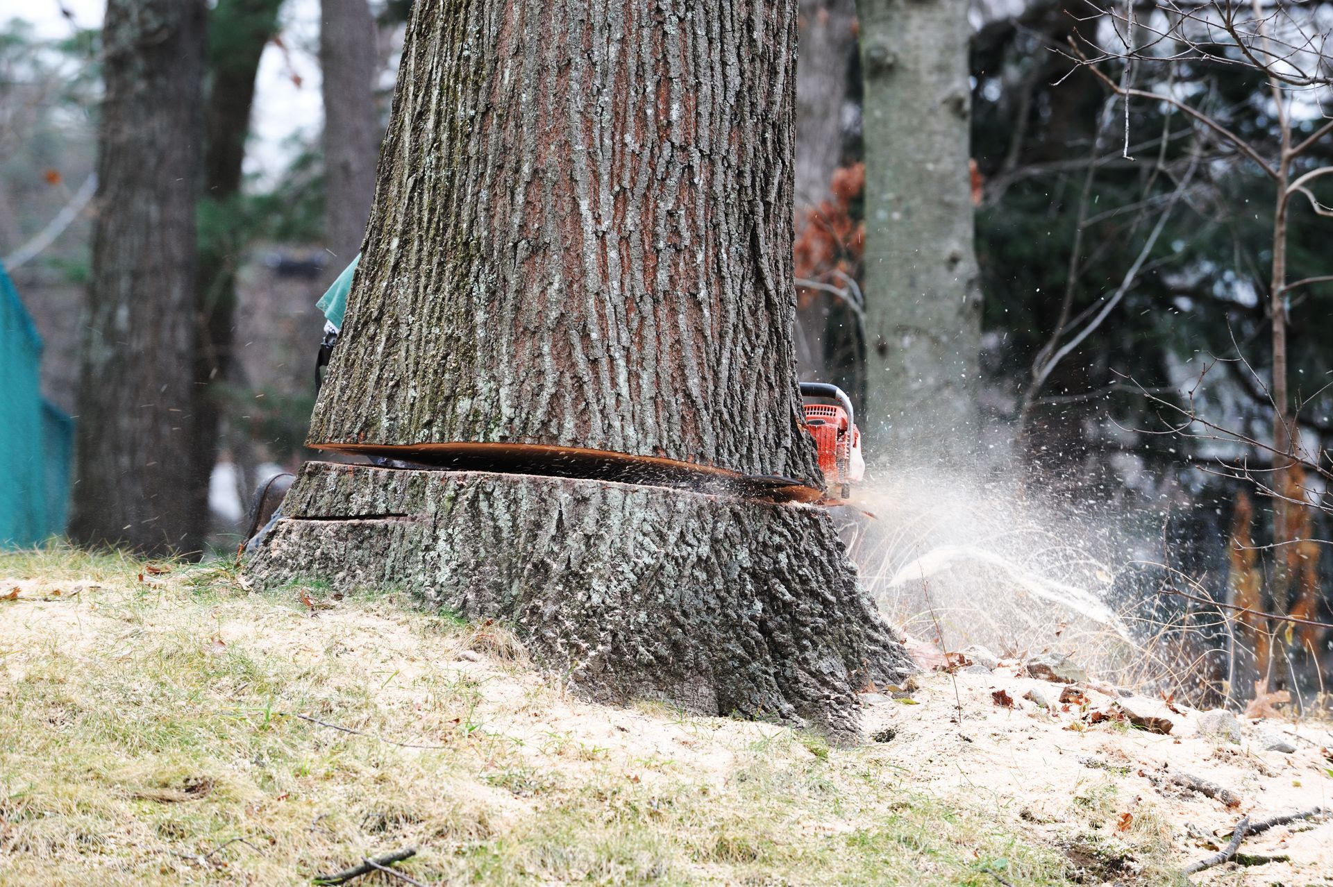 A chainsaw cutting into a tree trunk on a grassy hillside, sawdust spraying.
