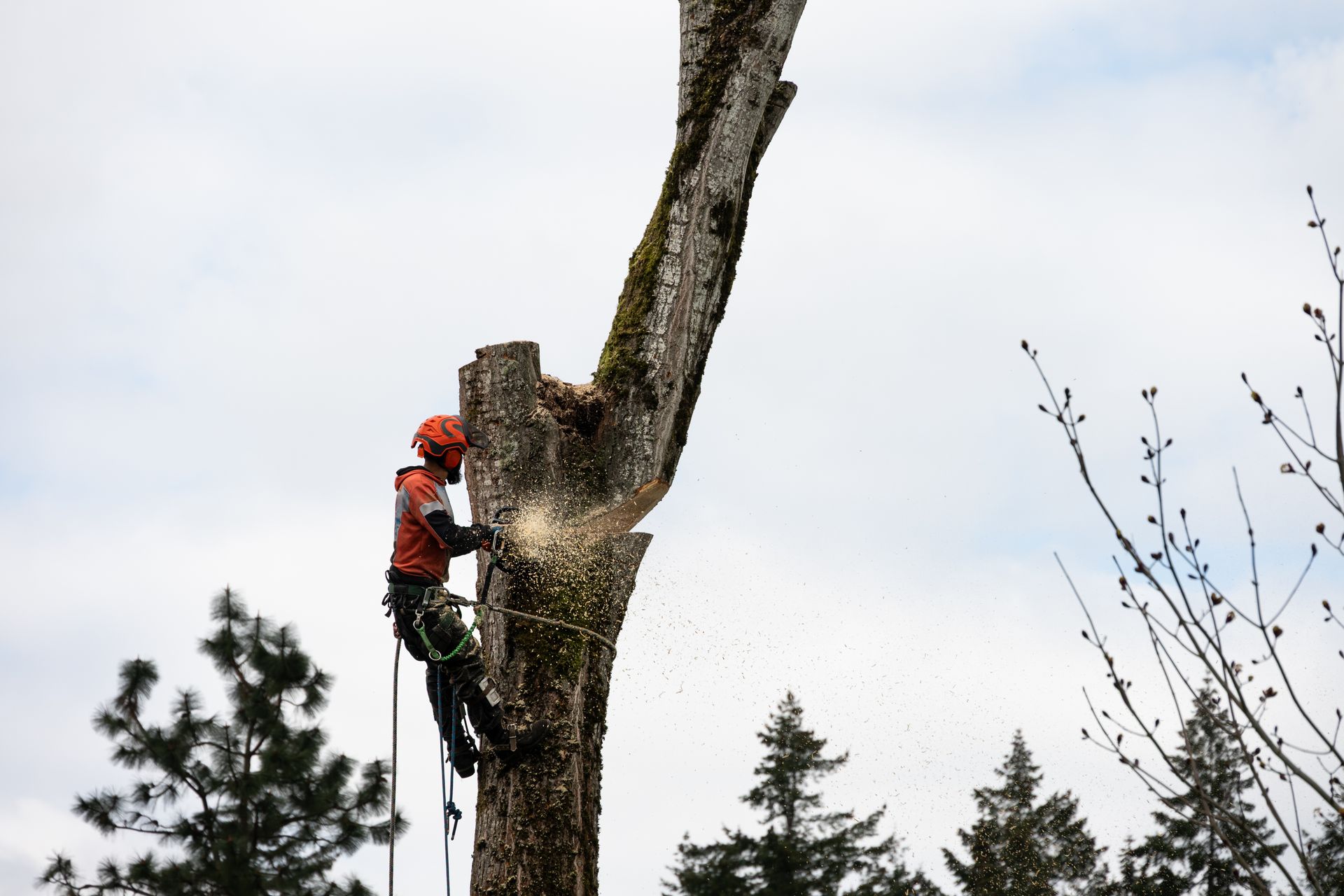 Arborist using a chainsaw to cut a tree trunk. Wearing safety gear and suspended by a rope. Outdoors, cloudy sky.