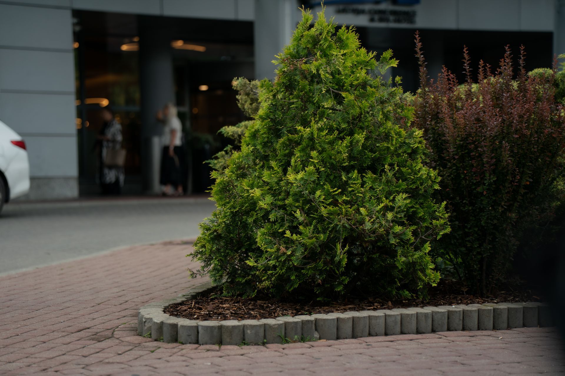 Green shrub in front of a building with people inside; brick-edged planting bed. Green shrub in front of a building with people inside; brick-edged planting bed.