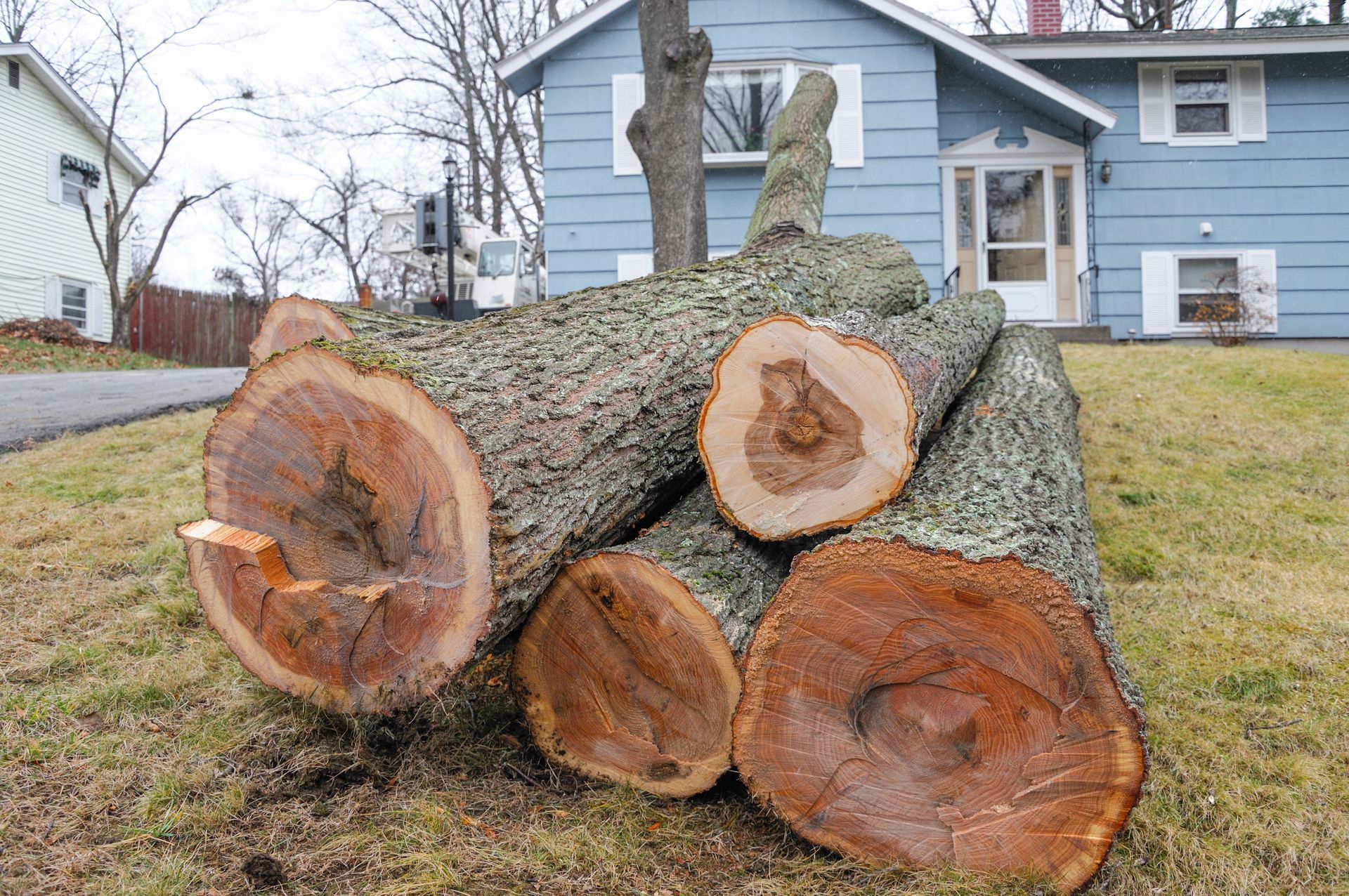 Cut logs with brown exposed centers lie on grass in front of a blue house.