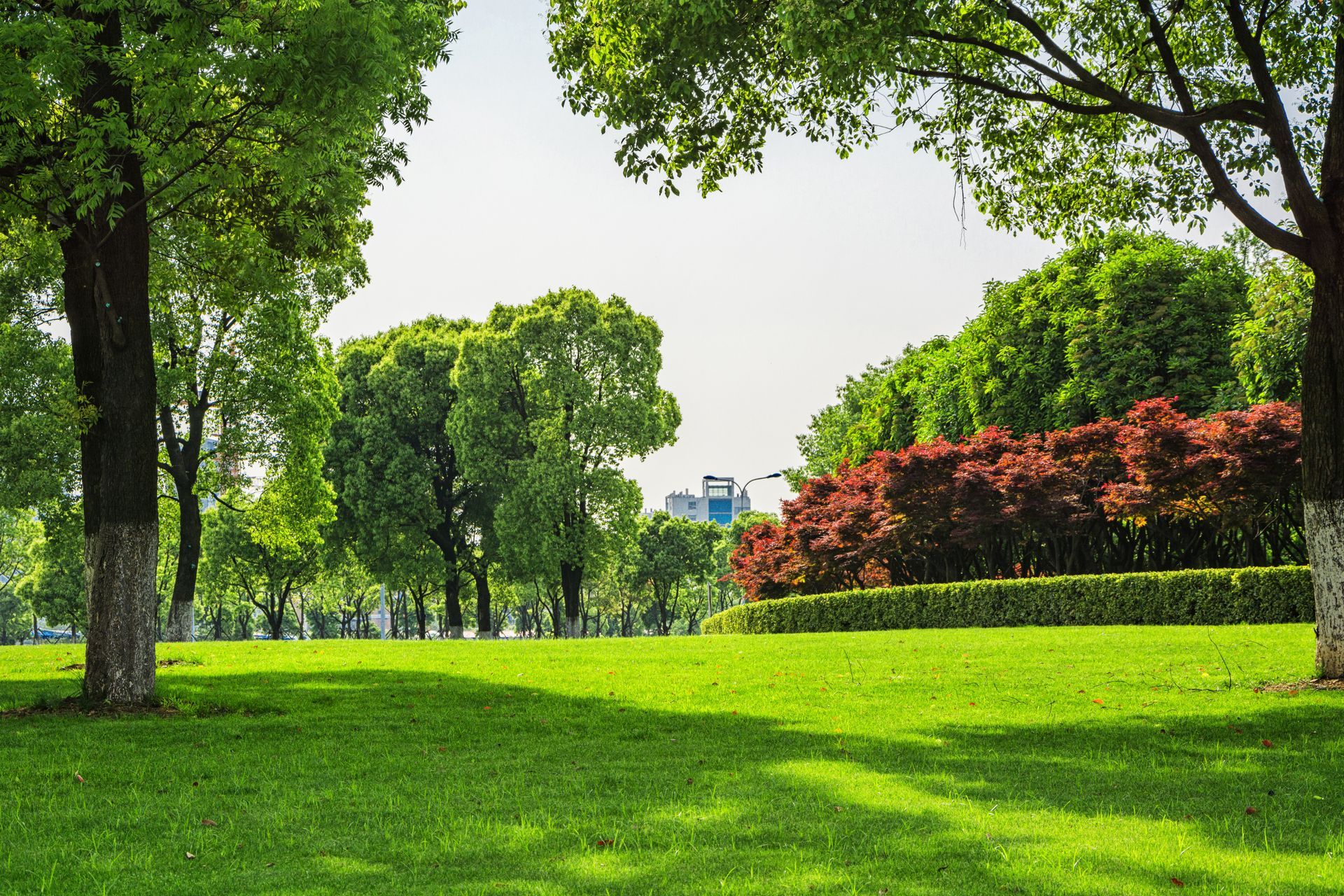 Lush green park with trees, grass, and a red bush. Sunny day with shadows. Lush green park with trees, grass, and a red bush. Sunny day with shadows.