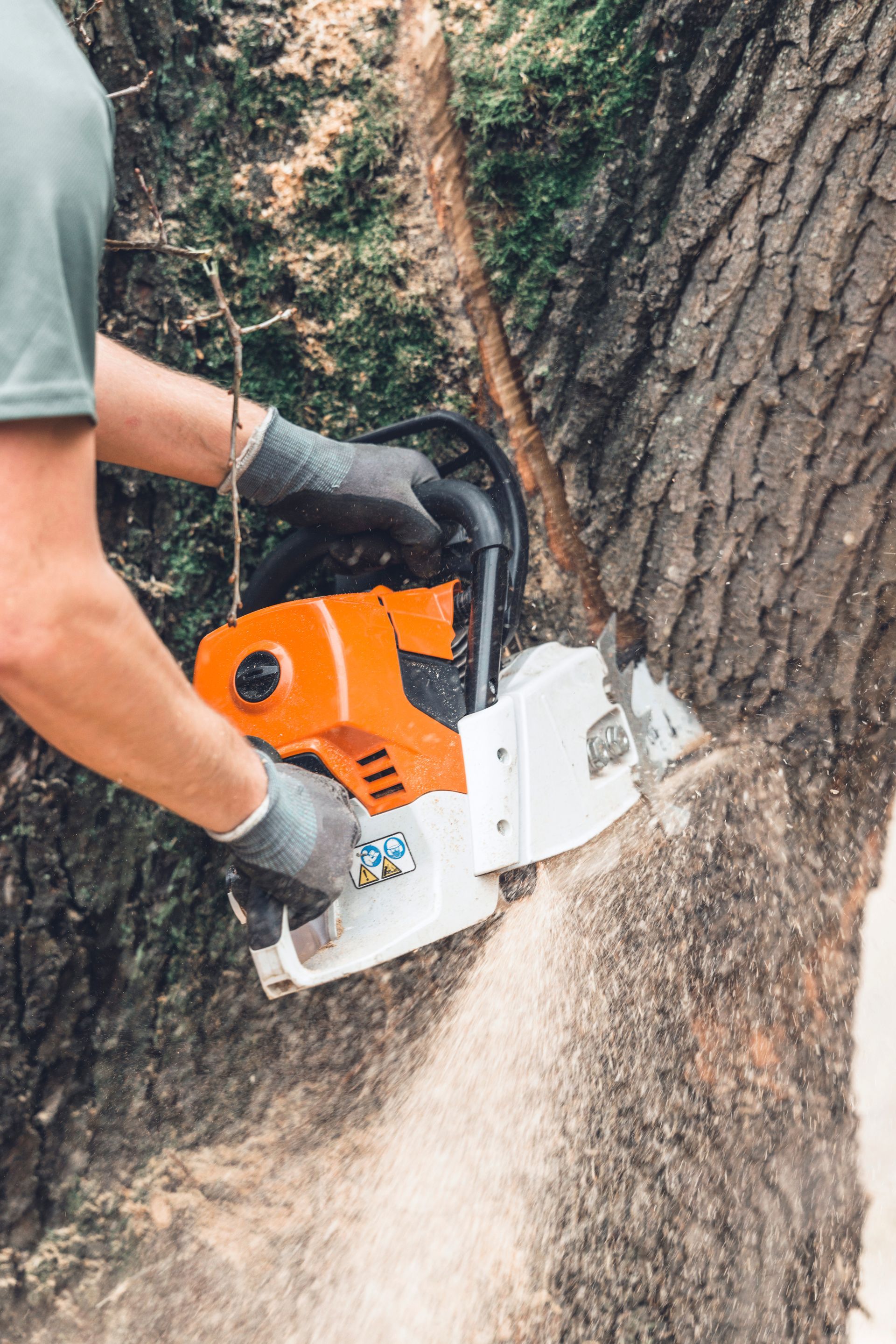 Person using an orange and white chainsaw to cut into a tree trunk. Sawdust is visible.