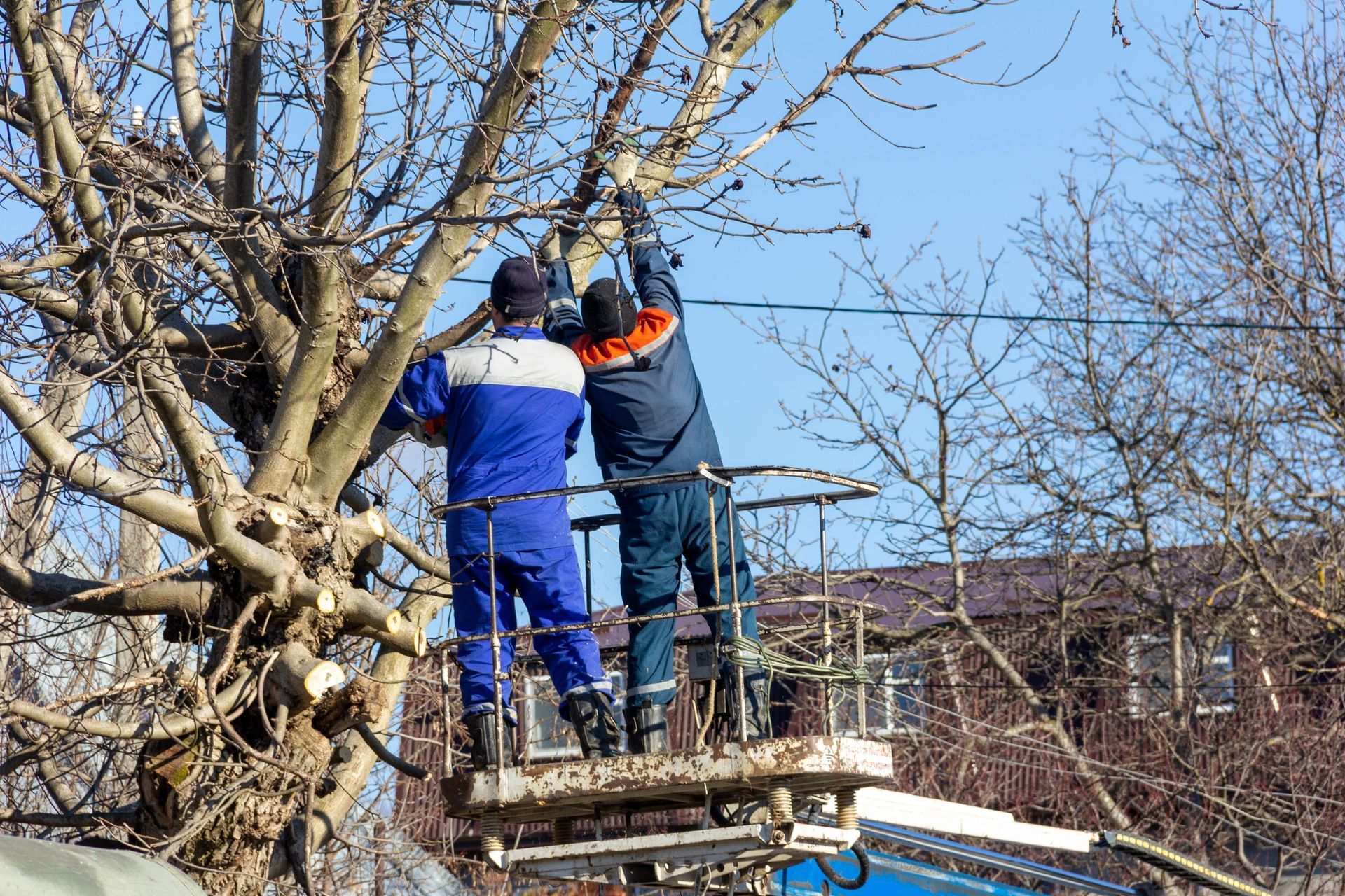 Two workers pruning a tree from a lift platform on a sunny day. Two workers pruning a tree from a lift platform on a sunny day.