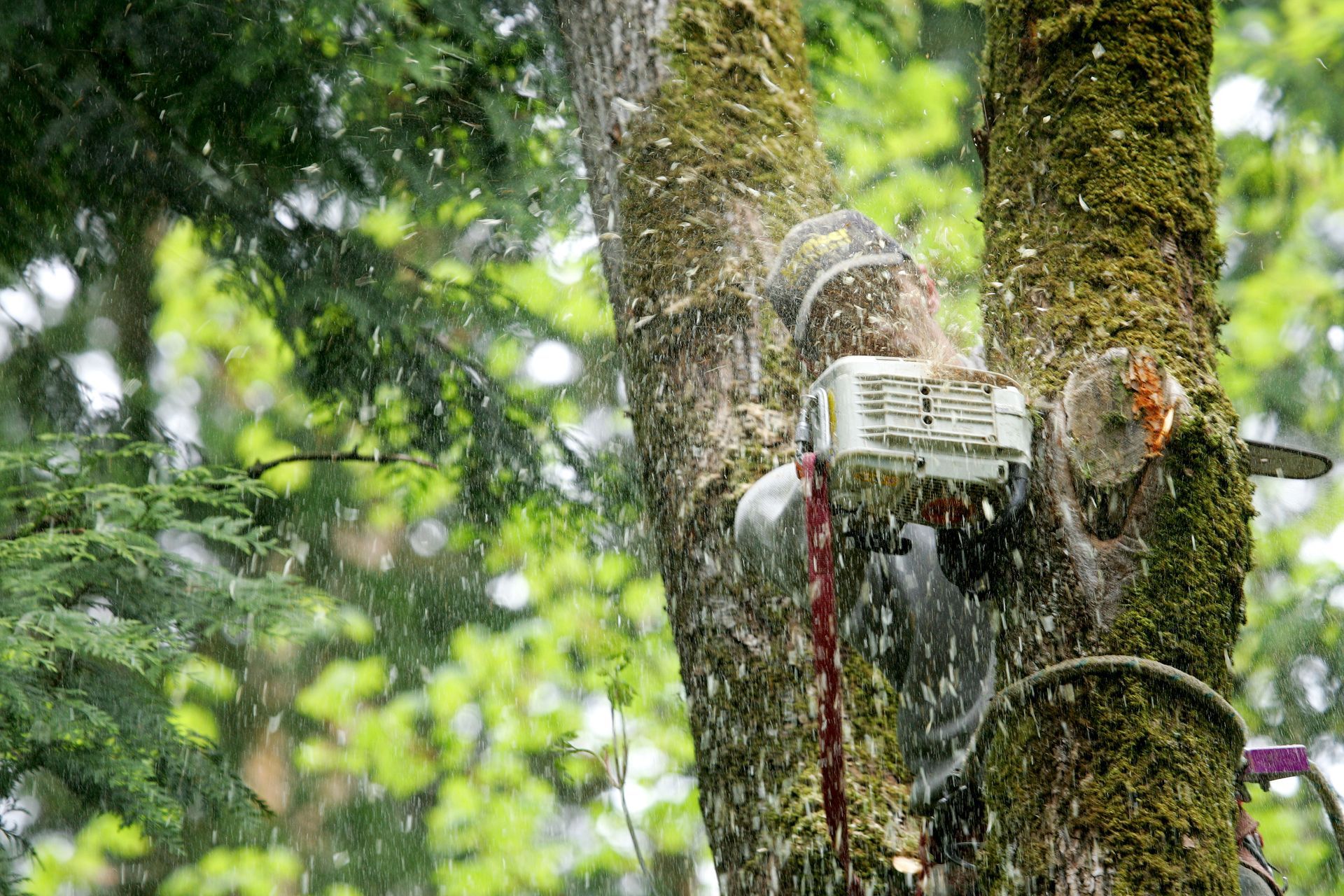 A person uses a chainsaw to cut a mossy tree trunk in a rainy forest setting. A person uses a chainsaw to cut a mossy tree trunk in a rainy forest setting.