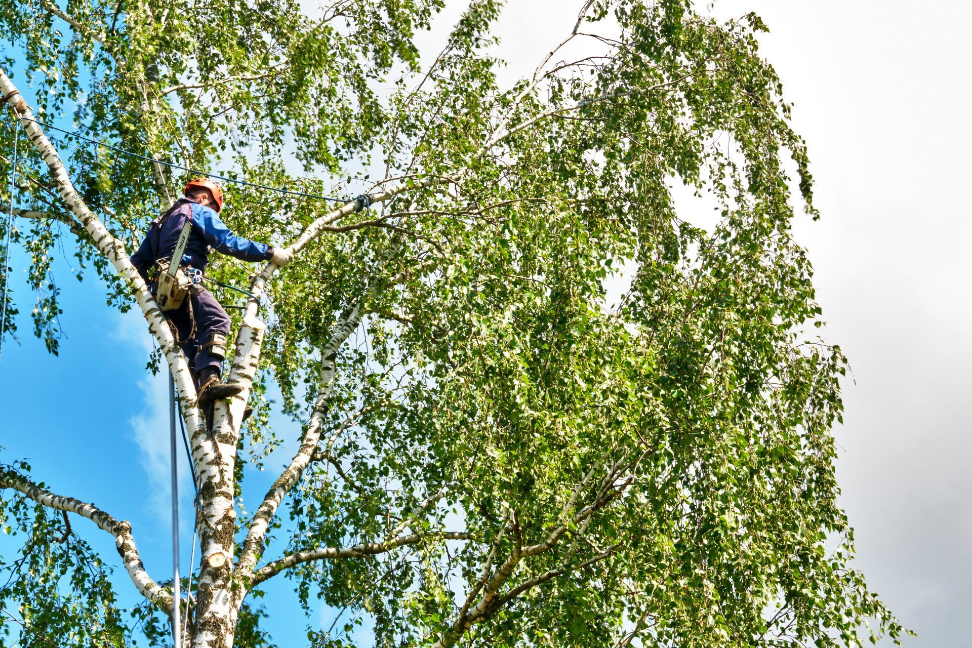 Arborist trimming tree branches. Person in safety harness, tree with white bark, blue sky.