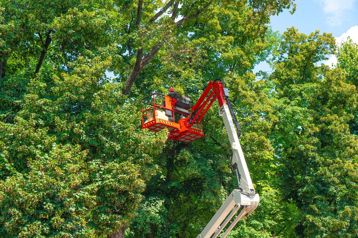 Red lift with worker trimming tree branches. Red lift with worker trimming tree branches.