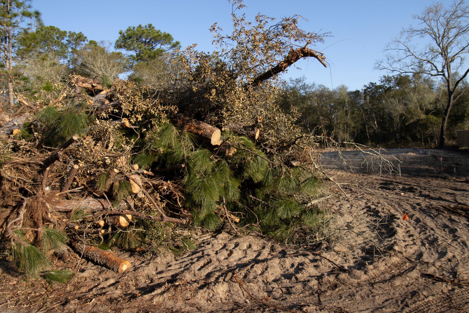 Pile of freshly cut tree branches and logs on a cleared dirt lot with trees in the background.