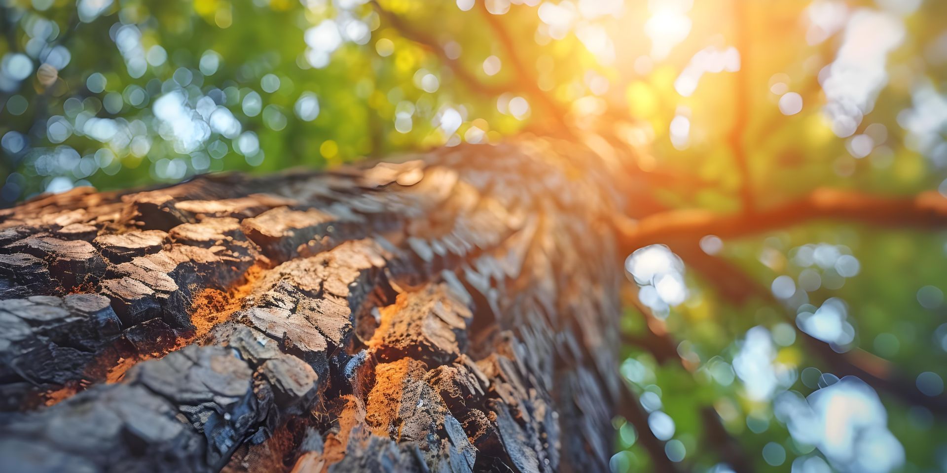 Upward close-up of a tree trunk with textured bark lit by warm sunlight through leaves.