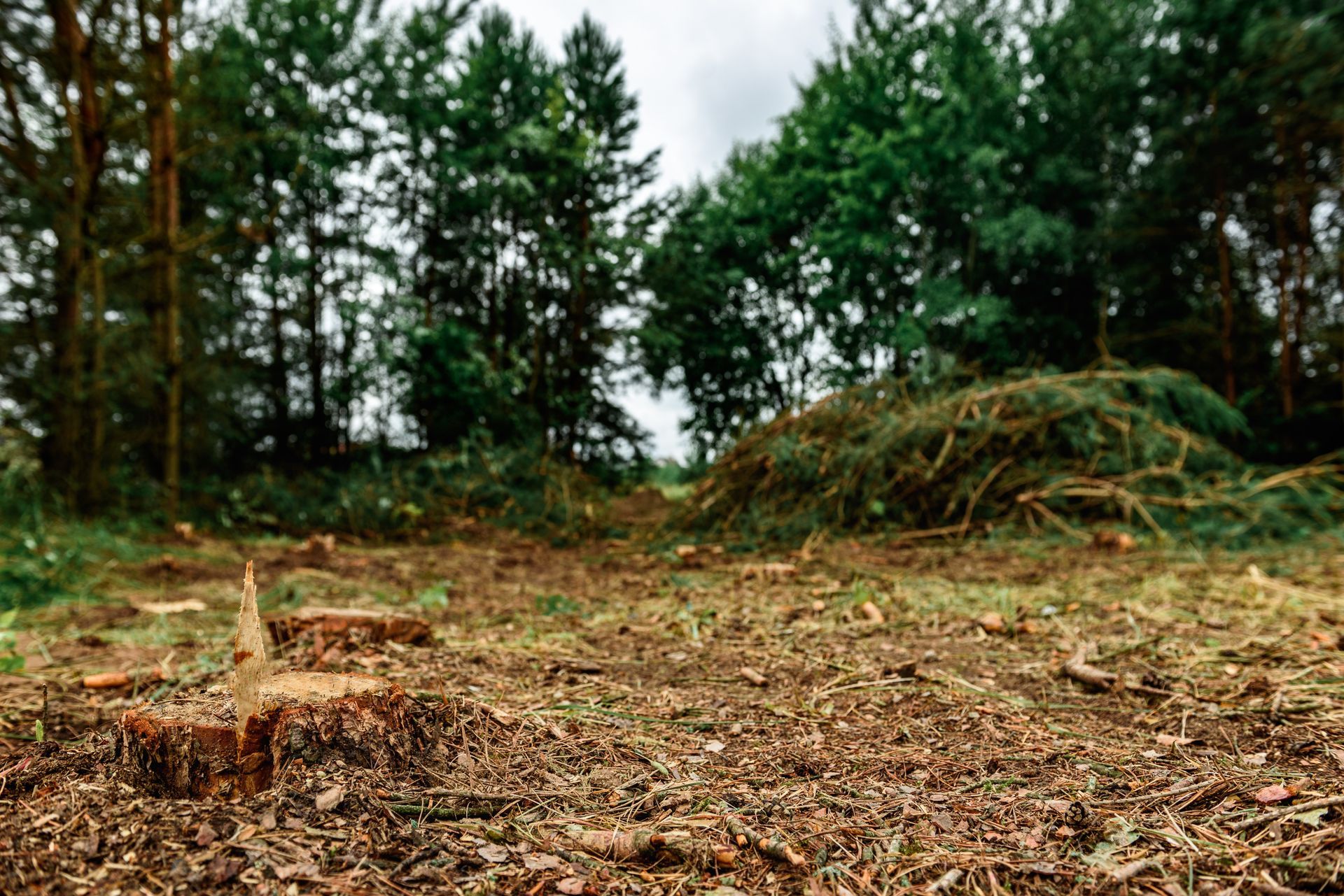 Tree stump in foreground, deforested area with piles of branches, forest background, overcast sky.